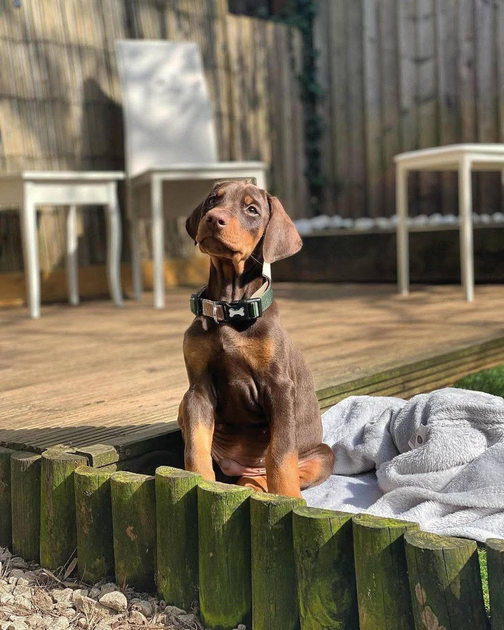 Apollo male Dobermann